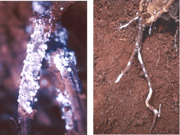  Rệp sáp hại rễ cây tiêu (măng xông rễ)