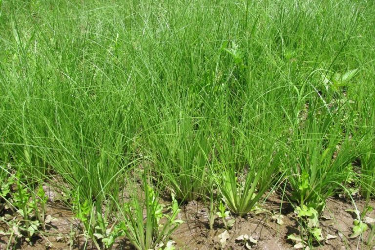 Biện pháp quản lý cỏ dại trong ruộng lúa