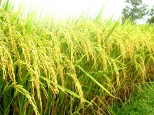 Rice research institute encouraged to innovate