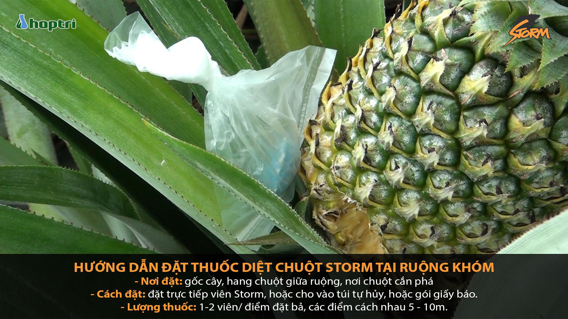 cach su dung thuoc diet chuot Storm tai ruong khom