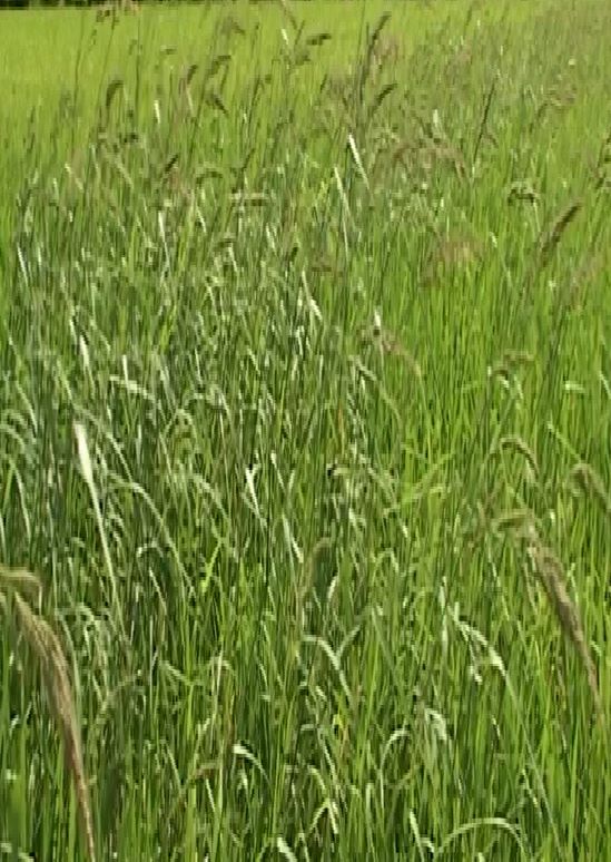 Cỏ lồng vực cỏ gạo
