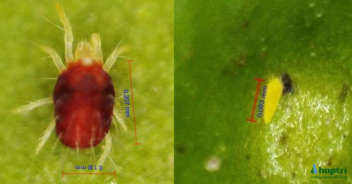 nhện đỏ và nhện vàng dưới kính phóng đại