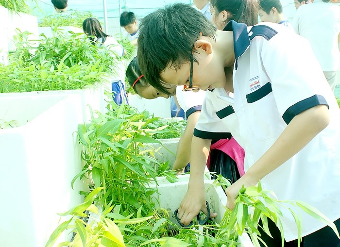 Mô hình vườn rau sạch trong trường học 