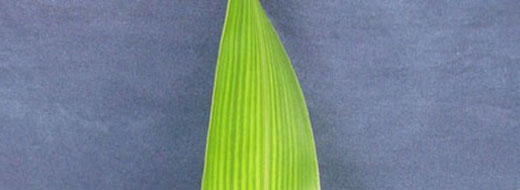Molybdenum Corn