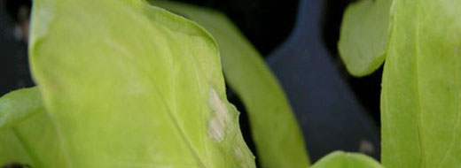 Molybdenum Lettuce