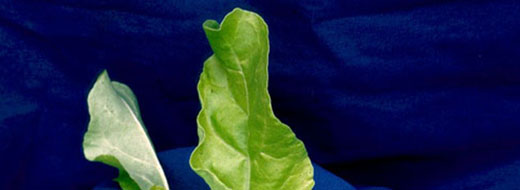 Sulfur Cabbage