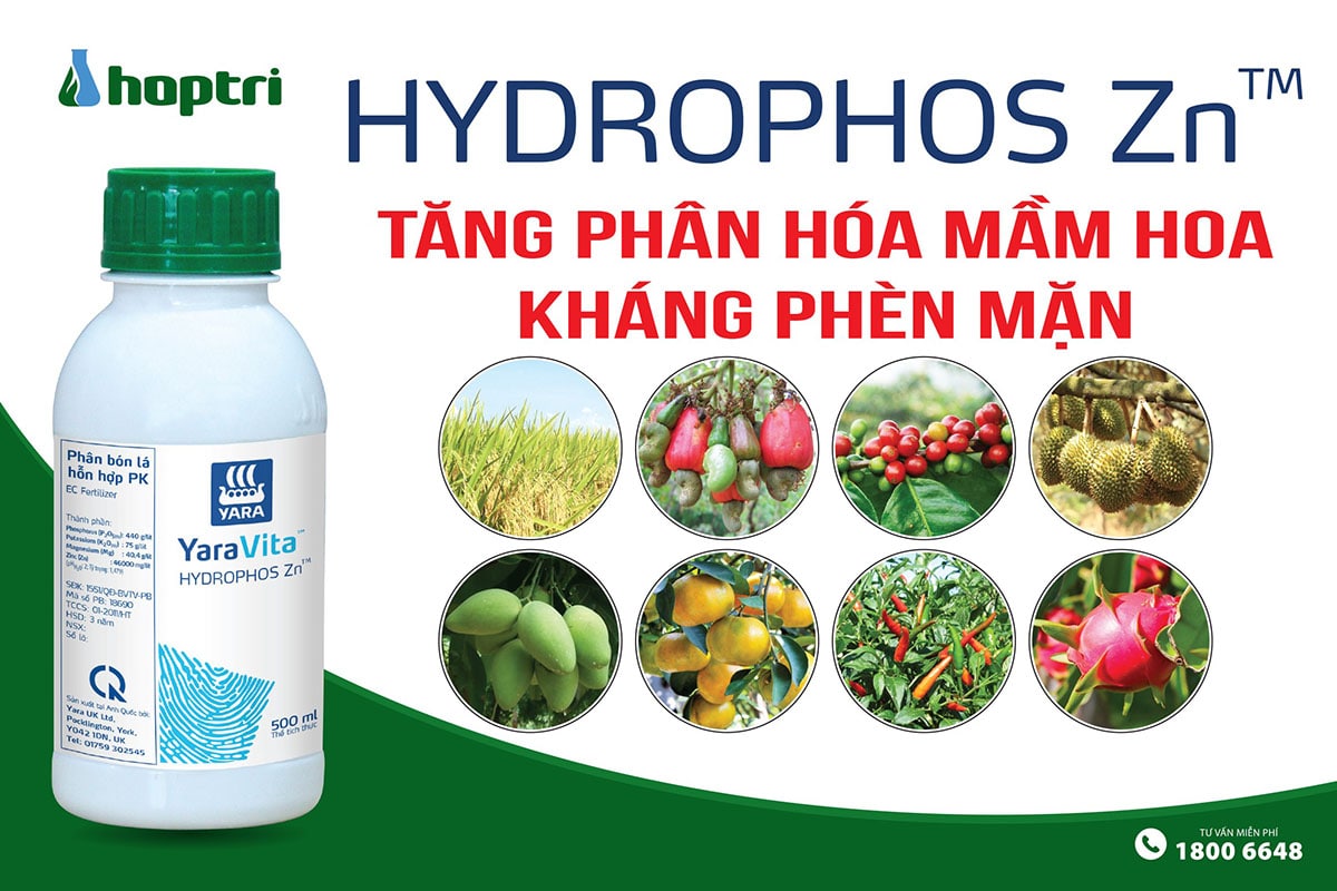 Hydrophos Zn tăng phân hóa mầm hoa, kháng phèn mặn