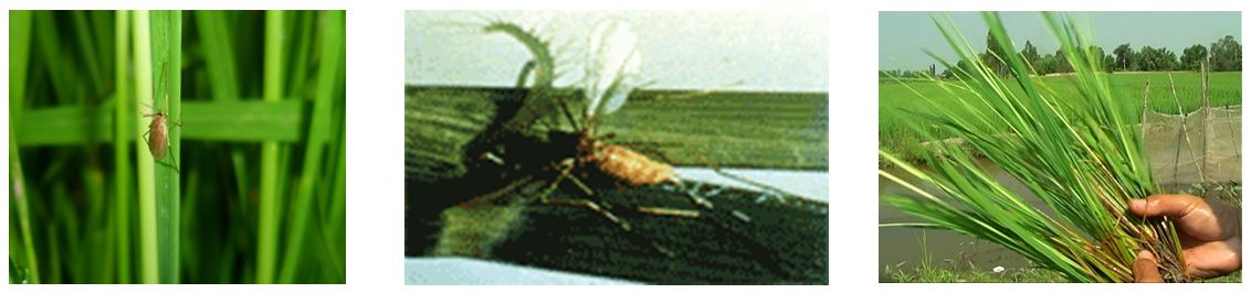 Muỗi hành hại lúa (sâu năn) 1