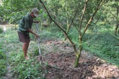 Biện pháp phòng trừ bệnh vàng lá - thối rễ trên cây có múi