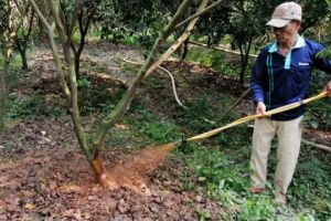Phòng trừ bệnh chết vàng - thối rễ trên cây có múi tại Lai Vung