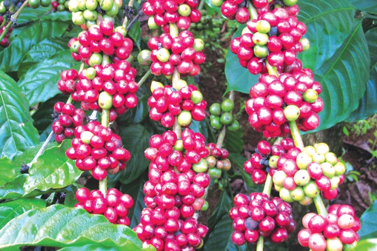 Quy trình chăm sóc cà phê bền vững