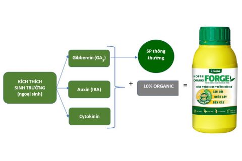 Hợp Trí Organo Forge phân bón lá hữu cơ có chứa chất điều hòa sinh trưởng theo công thức vàng 1-1-2: Cân đối - Khỏe cây - Bền cây