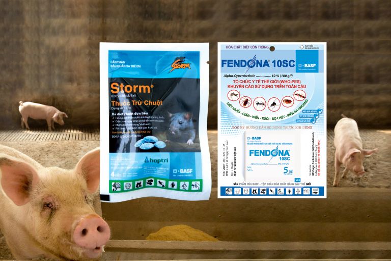 Storm và Fendona giúp hạn chế lây lan dịch tả lợn châu Phi