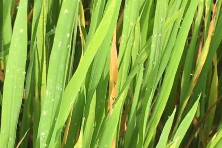 Rầy cánh trắng (Bọ phấn trắng) hại lúa và biện pháp phòng trị