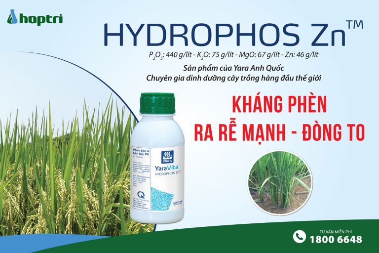 Hydrophos Zn - Giải pháp kháng phèn, chống ngộ độc hữu cơ trên cây trồng