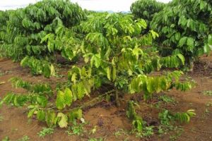 Biện pháp quản lý bệnh vàng lá thối rễ trên cây cà phê