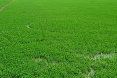Bí quyết phòng trừ cỏ dại giai đoạn đầu vụ lúa hè thu 2021