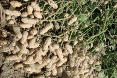 Chăm sóc, phòng trừ sâu bệnh cho cây đậu phộng nhiều củ