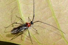Biện pháp phòng trừ Bọ xít muỗi gây hại trên cây Điều