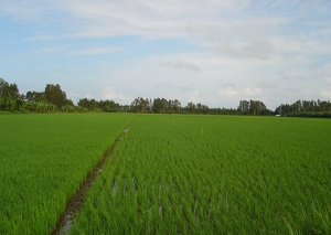 Xuất hiện sâu bệnh gây hại trên lúa Đông Xuân ở ĐBSCL